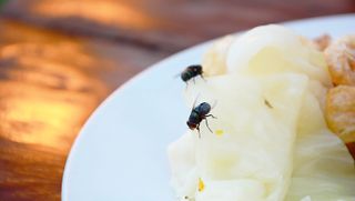 Flies on food outside