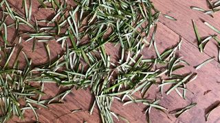 Pine needles on floor