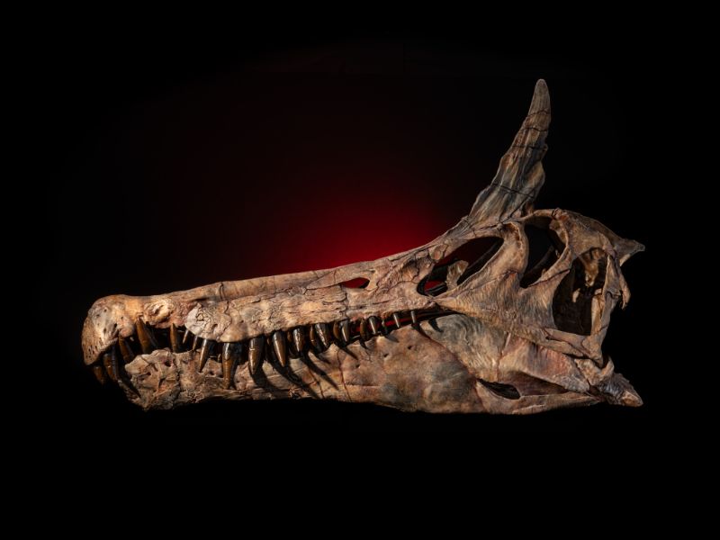 A brown skeleton of a long-nosed dinosaur, with sharp black teeth and a gray spike coming out of the top of its head.