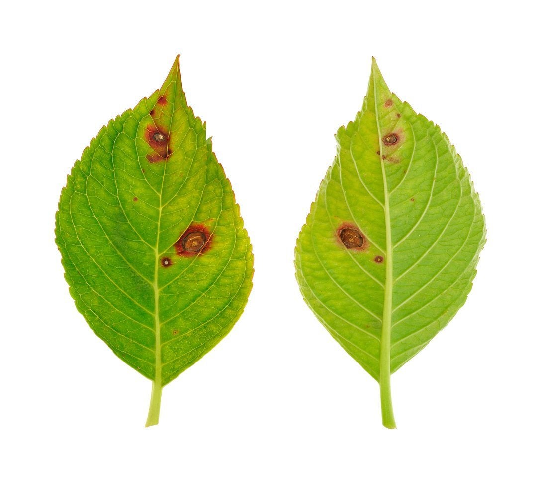 hydrangea disease