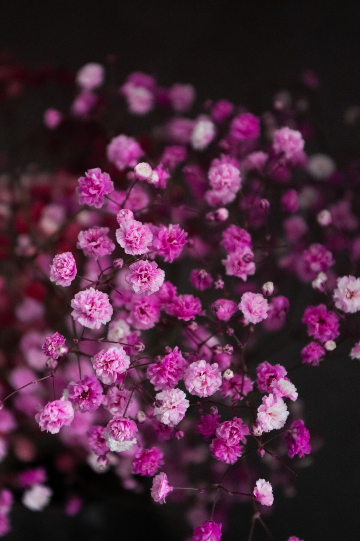 a bunch of pink flowers shot on the Pentax KF