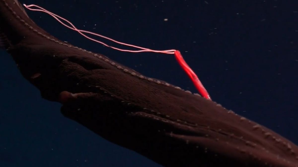Watch bright red blood-sucking parasite feast on gulper eel in rare, deep-sea footage