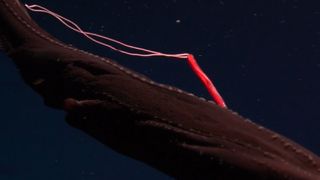 A bright red parasitic copepod that looks like a fishing lure attached to the back of an eel.