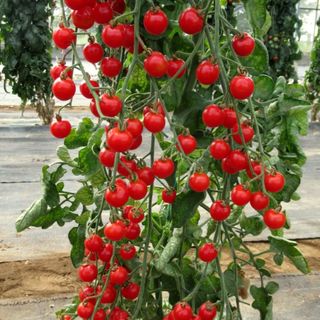 Vine tomato seeds