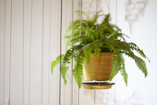 Sword Fern house plant in hanging planter