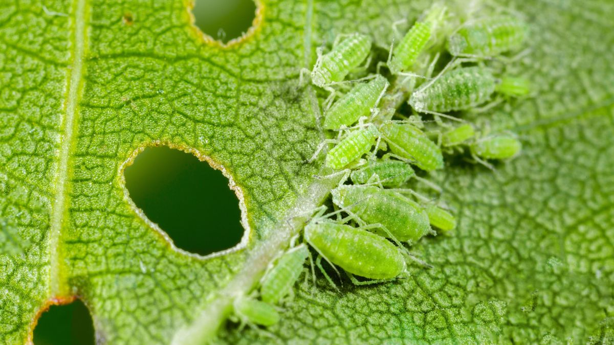 Aphids on leaf 