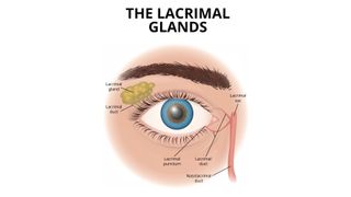 The tear ducts, also called the nasolacrimal ducts, are tubes in the lower and upper eyelids that drain the tears from around the eyes. The fluid flows from the eyes into the nose and throat.