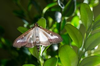 The notorious Box Moth caterpillar turns into the rather beautiful box tree moth.