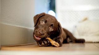 Labrador with chew toy