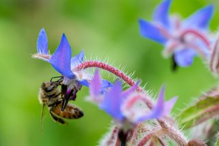 companion planting: bee on a borage flower