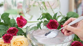 Woman adding sugar to water to help roses stay fresh