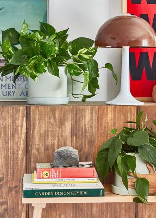 Philodendron and Pothos plants in pots