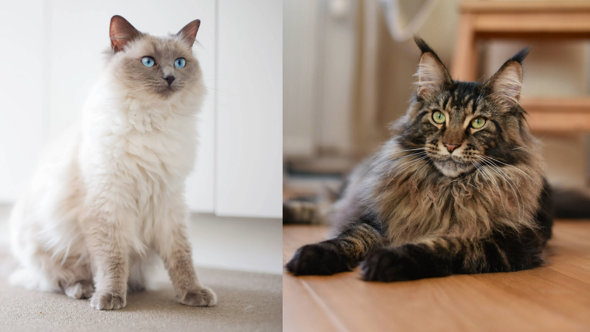 Ragdoll (left) Maine Coon(right)