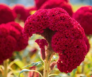 Celosia cristata with red bloom