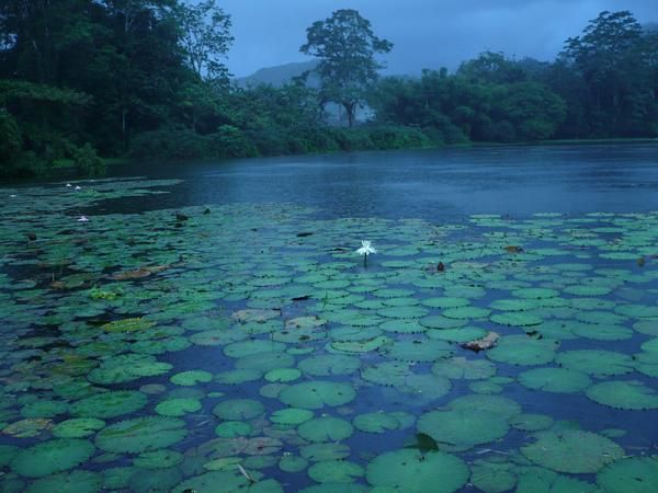 Lotus plants were blooming in the lake right next to the start.