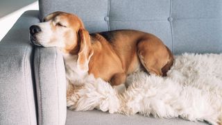 types of dog beds