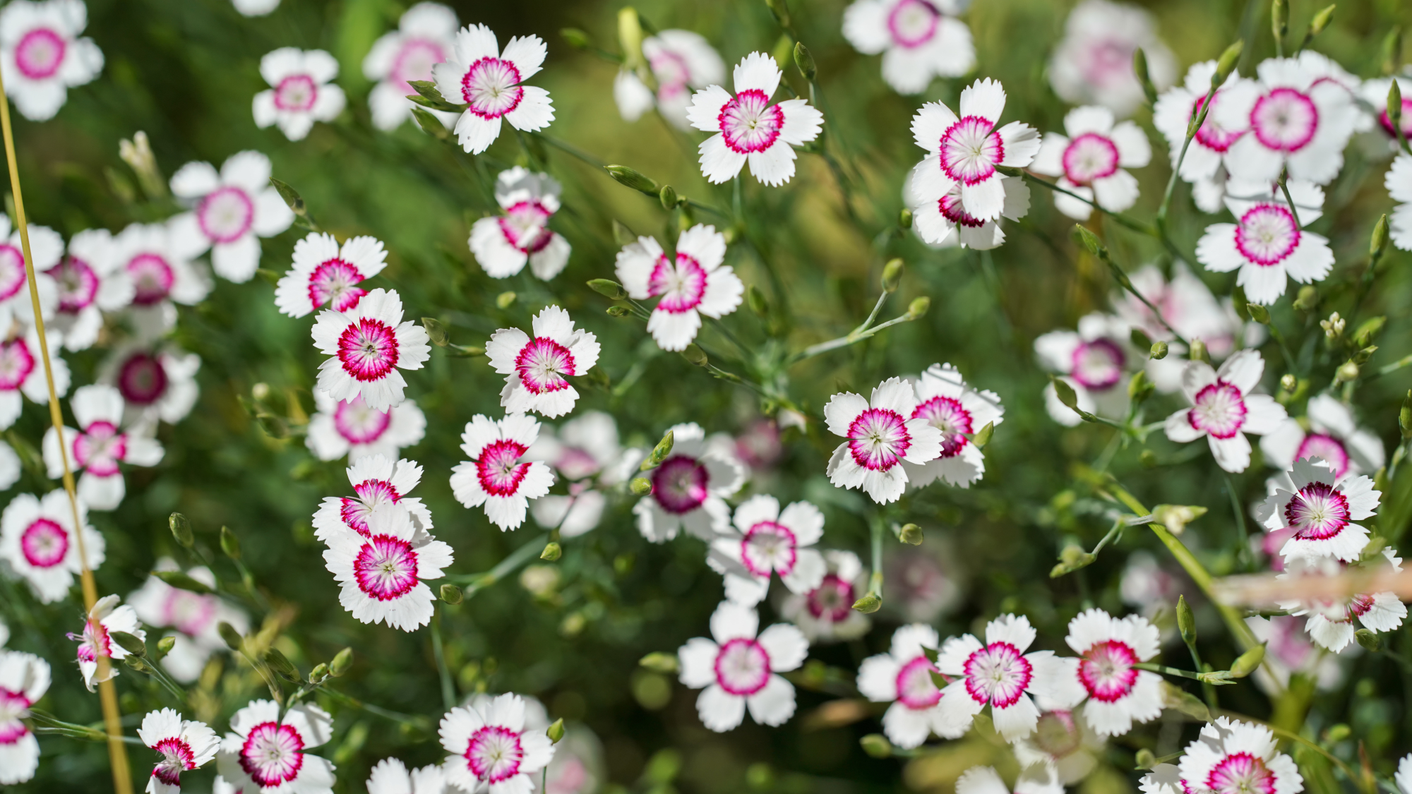 dianthus growing in a garden as groundcover