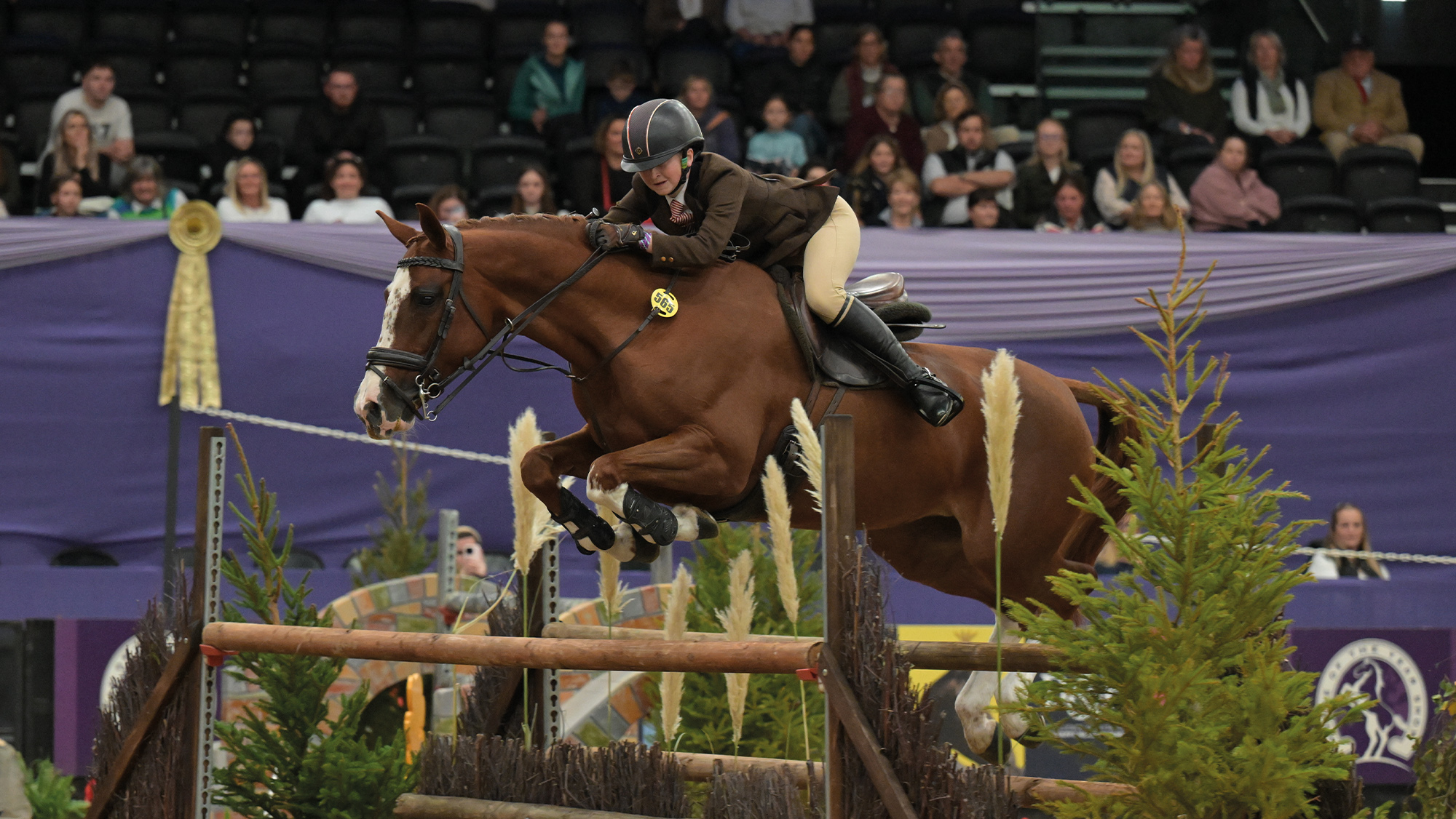 Young rider jumping pony over working hunter fence at HOYS in the NEC