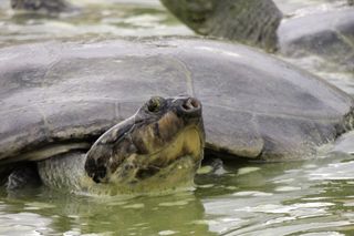 In 2012, the IUCN Tortoise and Freshwater Turtle Specialist group proposed that the giant South American river turtle be evaluated as Critically Endangered due to its very high risk of extinction in the wild.