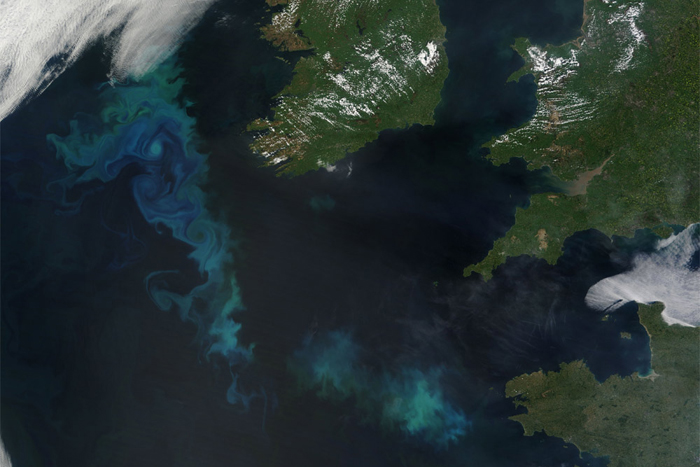 phytoplankton blooms