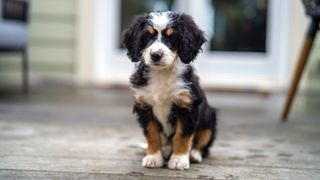 Bernedoodle facts: Bernedoodle sitting outside