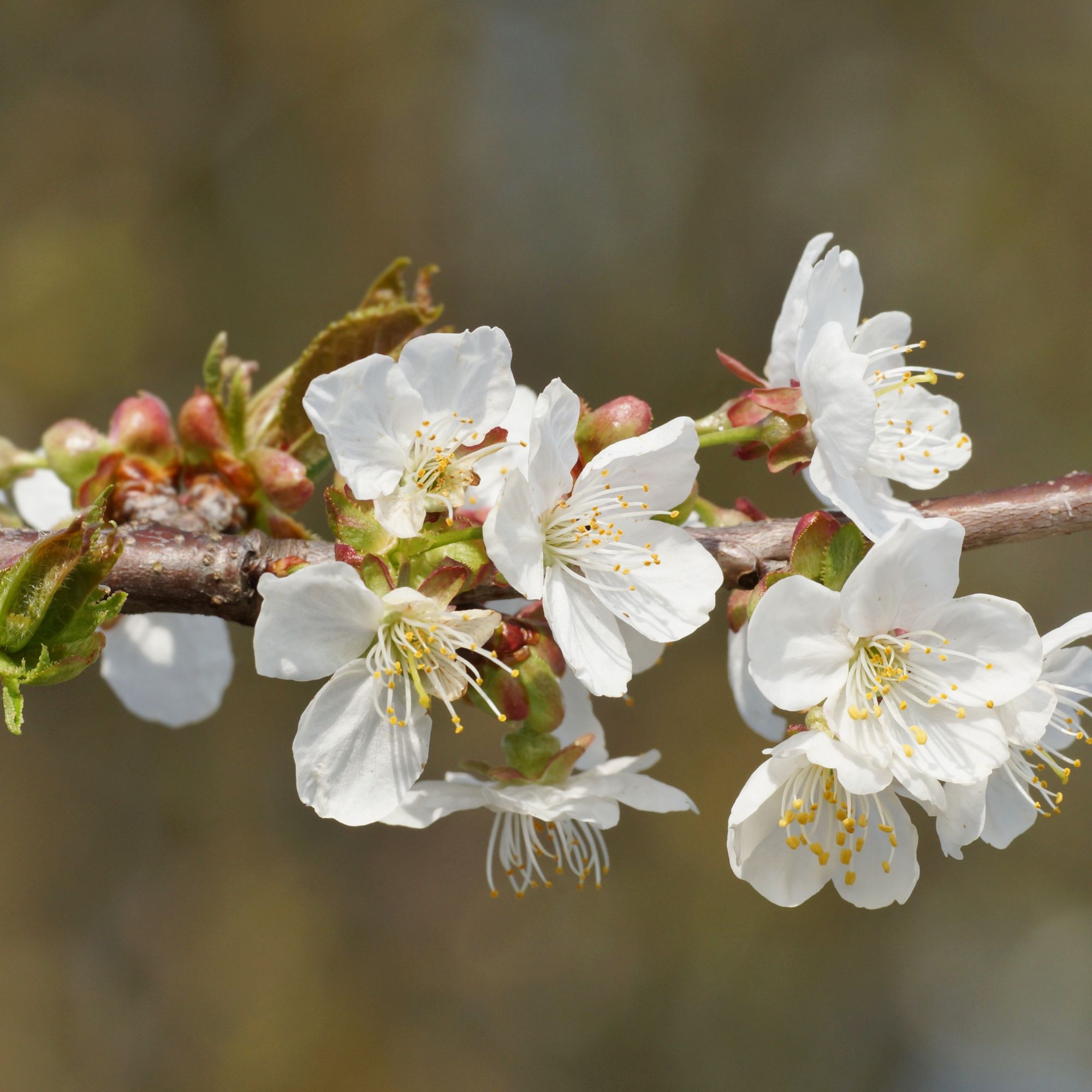 White cherry blossom