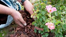 bark chipping mulch around rose