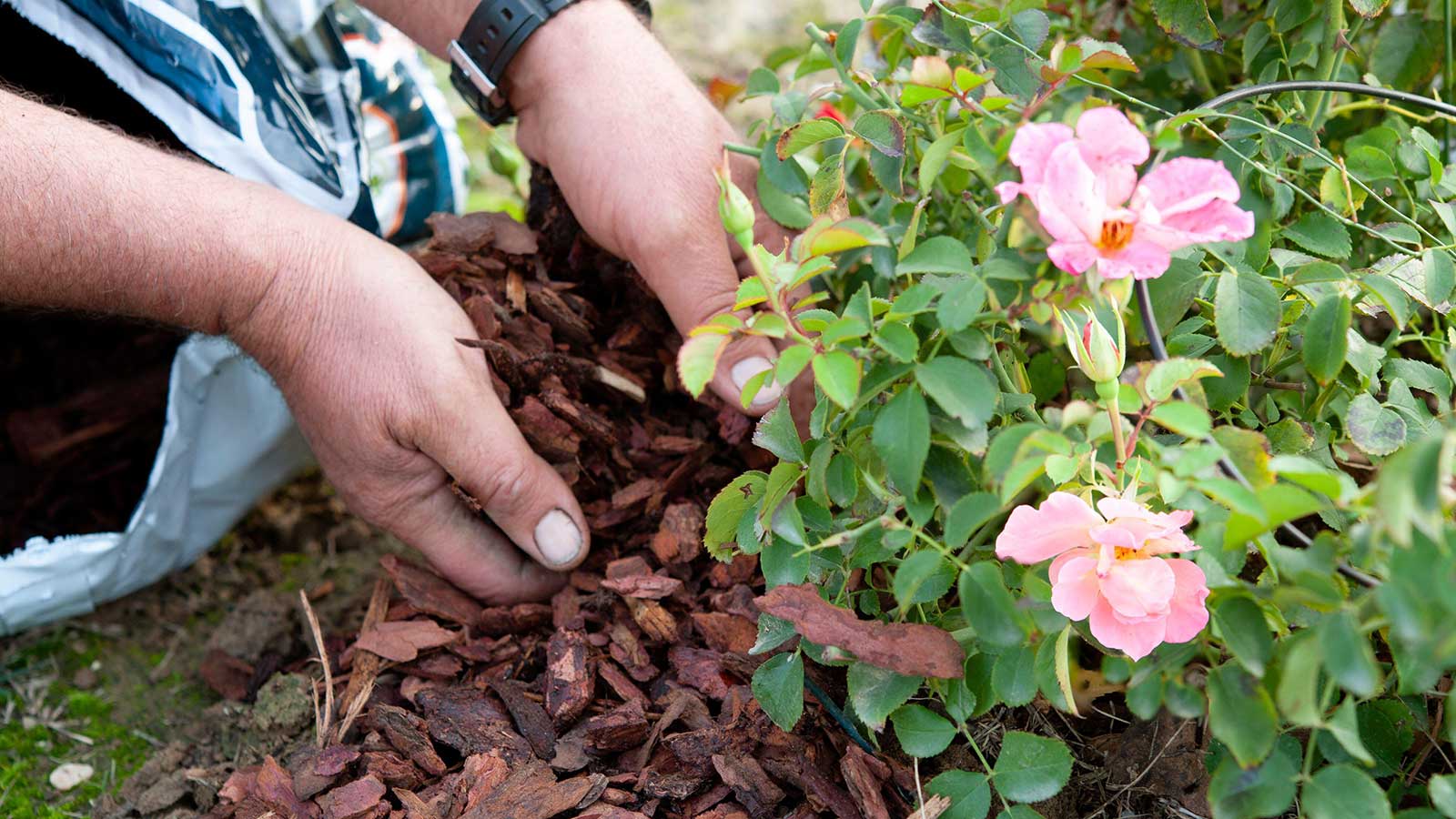 Image of A layer of mulch covering the soil around a group of roses