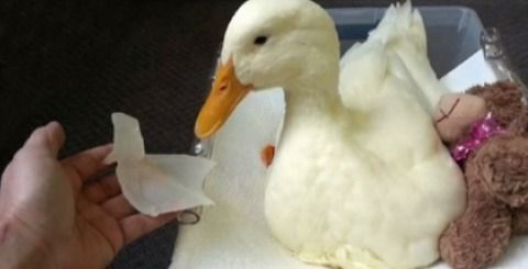 a 3d printed foot for a duck