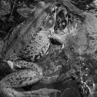Mating frogs from Larry Fink's quarantine photography series created during Covid-19