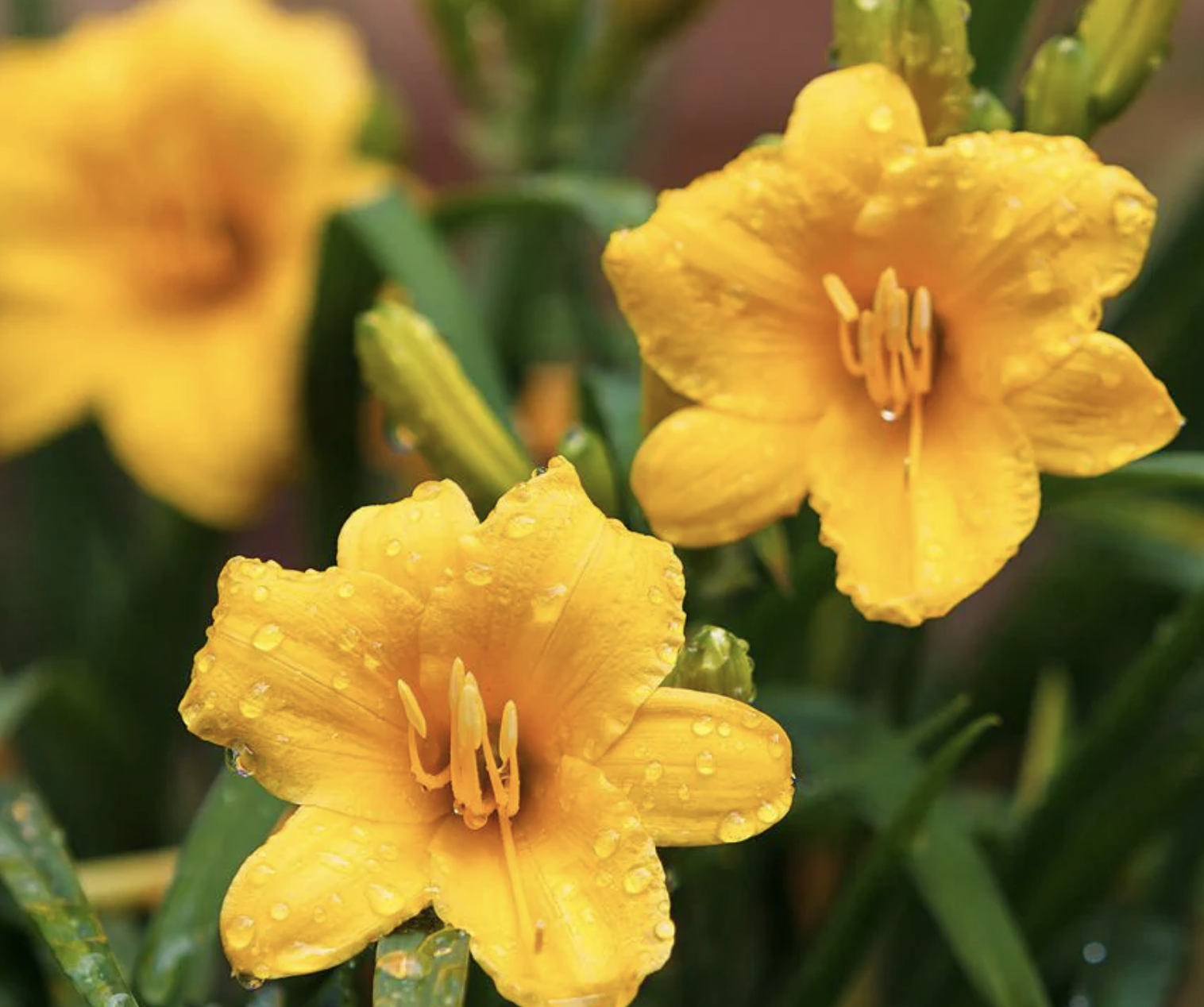 The 11 best plants for heat and cold Livingetc