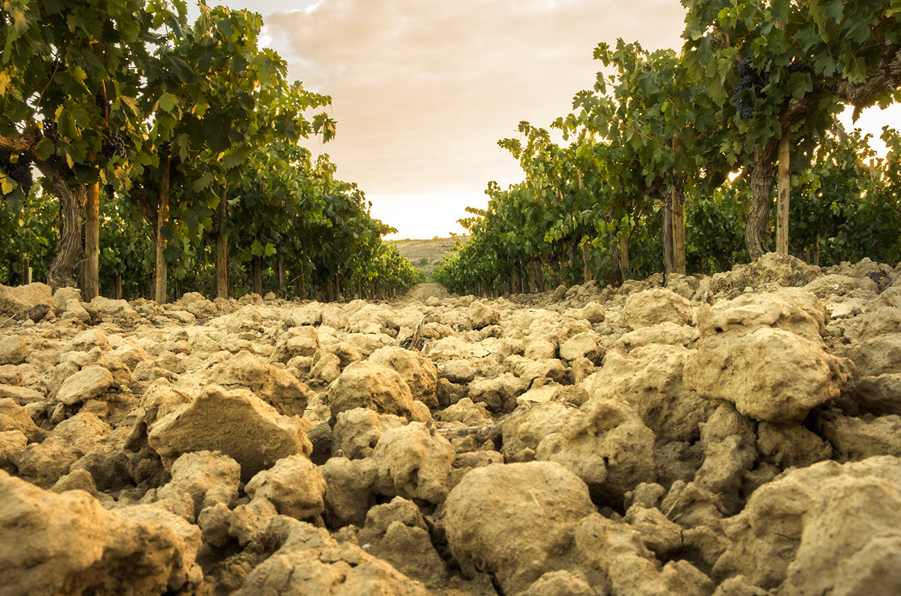 SWA-Rioja_terroir.jpg