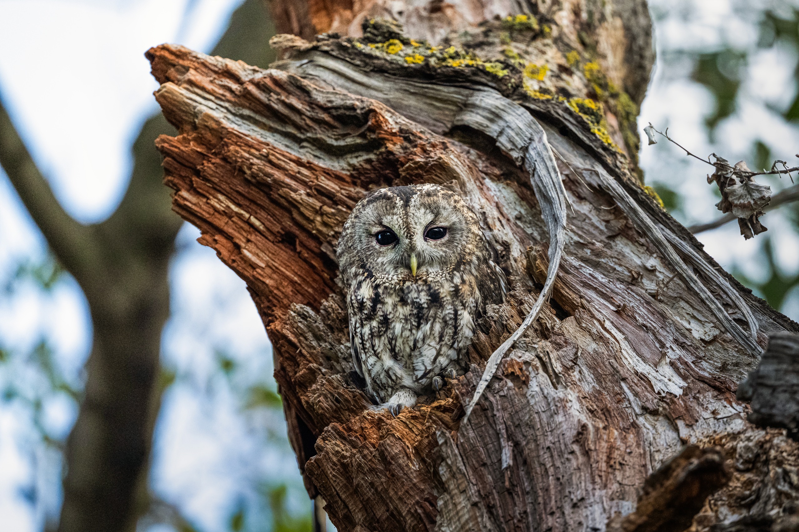 A long-eared owl shelters in the trunk of a tree toppled by a storm in the Karacabey Longoz Forests in Bursa, Turkiye
