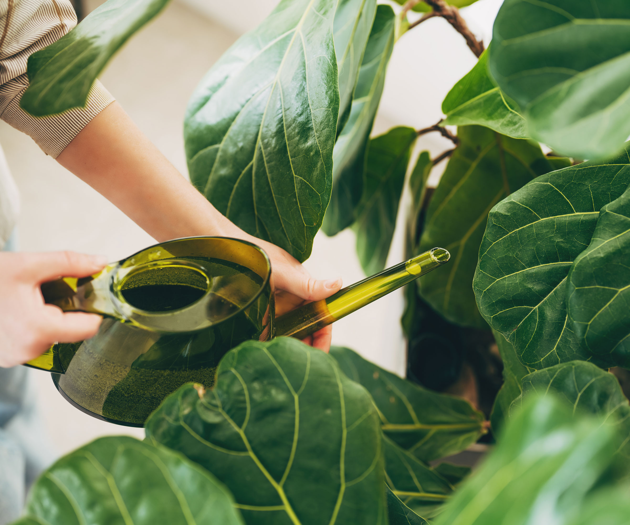 fiddle leaf fig plant being watered with green watering can