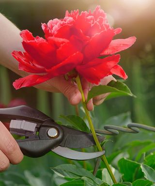 Woman cutting a red peony