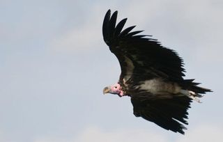 How Do Vultures Find Dead Stuff? | Live Science
