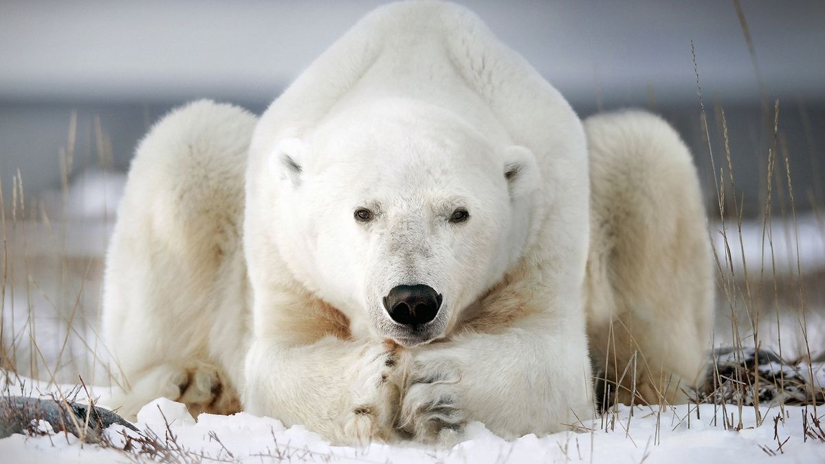 Polar bears may use boulders and ice blocks to bash walrus skulls