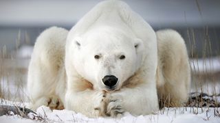 A polar bear's paws are broad and powerful, capable of delivering killing blows (or chucking ice boulders at walruses ... maybe).