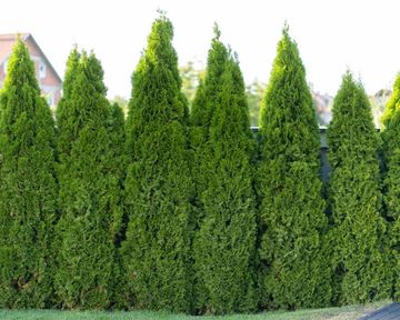 Green giant arborvitae care and growing guide | Gardeningetc