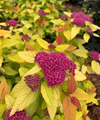 Deep pink flowers and bright leaves of Spiraea Double Play