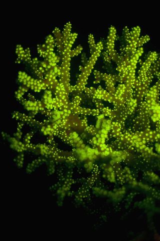 Fluorescent Staghorn Coral DO NOT REPUBLISH