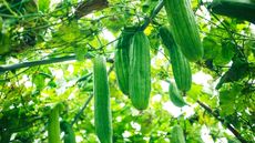 Luffa gourds growing on a vine