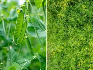 Bush Beans (L) & Dill (R)