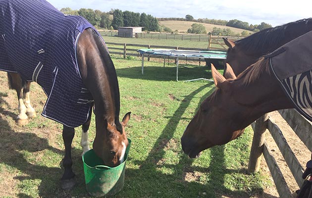 Cobbie tucking into his breakfast once home