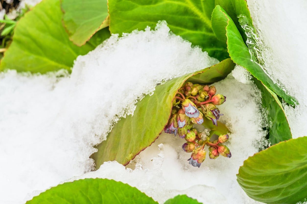 bergenia winter