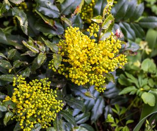 mahonia showing yellow blooms