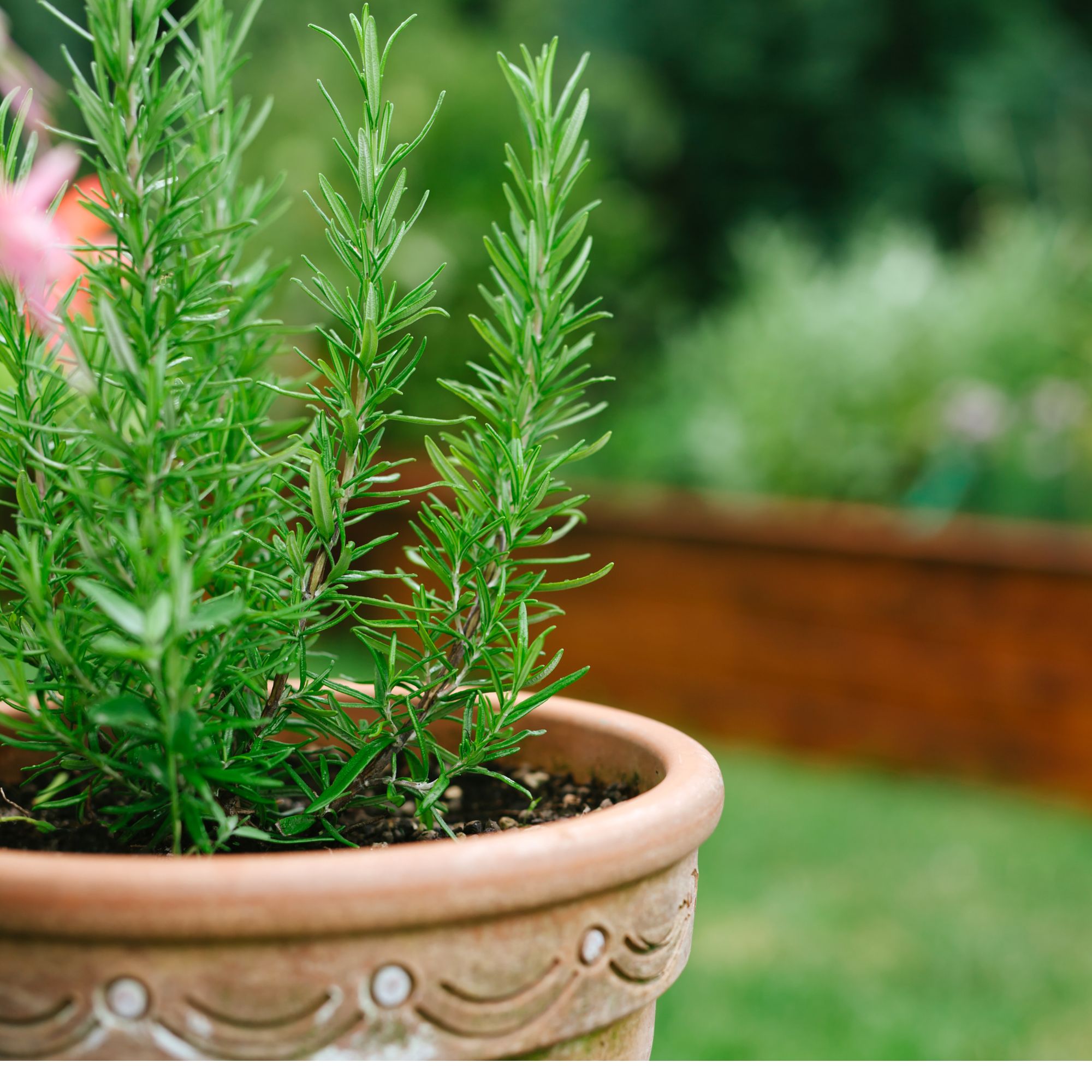 rosemary in front garden container