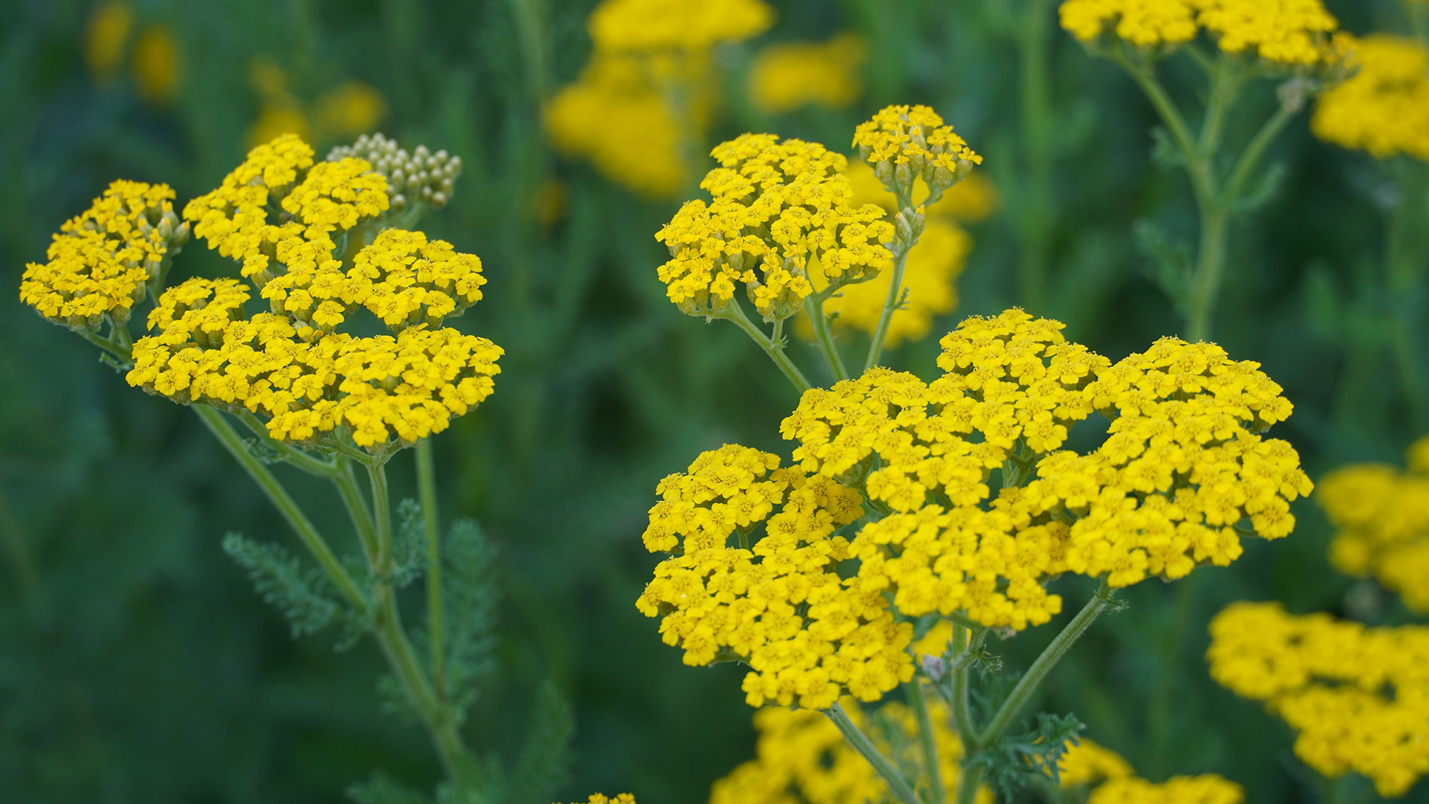 Yellow yarrow