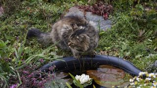 Siberian cat next to a pond