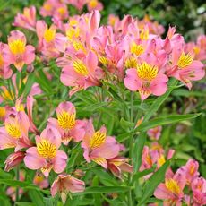 alstroemeria flowers in summer border